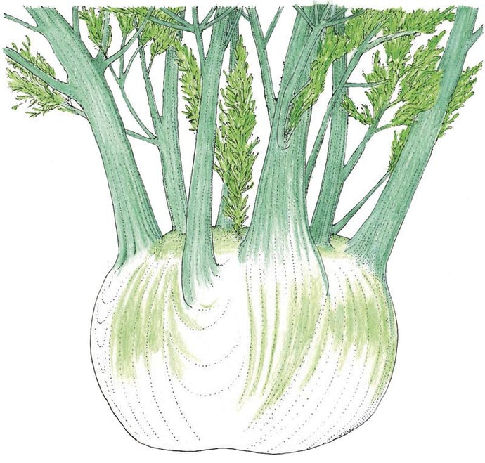 Organic Fennel, Florence (1/4 lb)