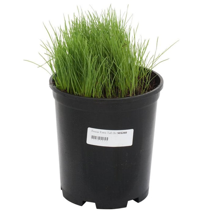 Organic Fescue, Tall (lb)