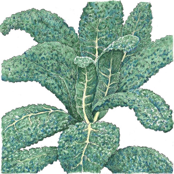 Organic Kale, Lacinato (1/4 lb)