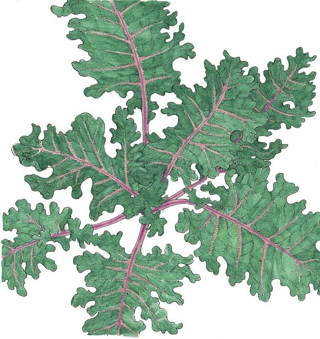 Organic Kale, Red Russian (1/4 lb)