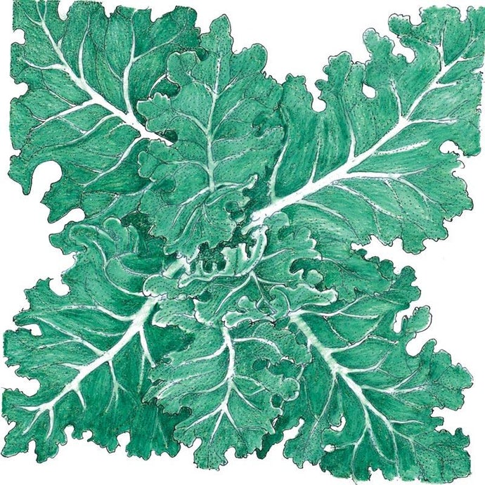 Organic Kale, Siberian (1/4 lb)