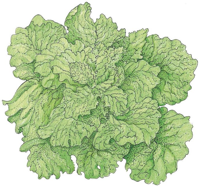 Organic Lettuce, Black Seeded Simpson (1/4 lb)