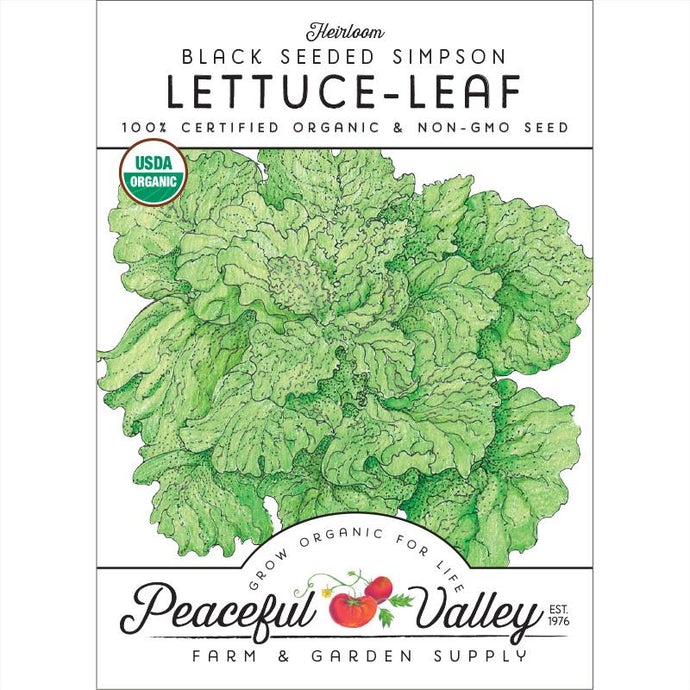  Organic  Lettuce  Black  Seeded  Simpson-pack 