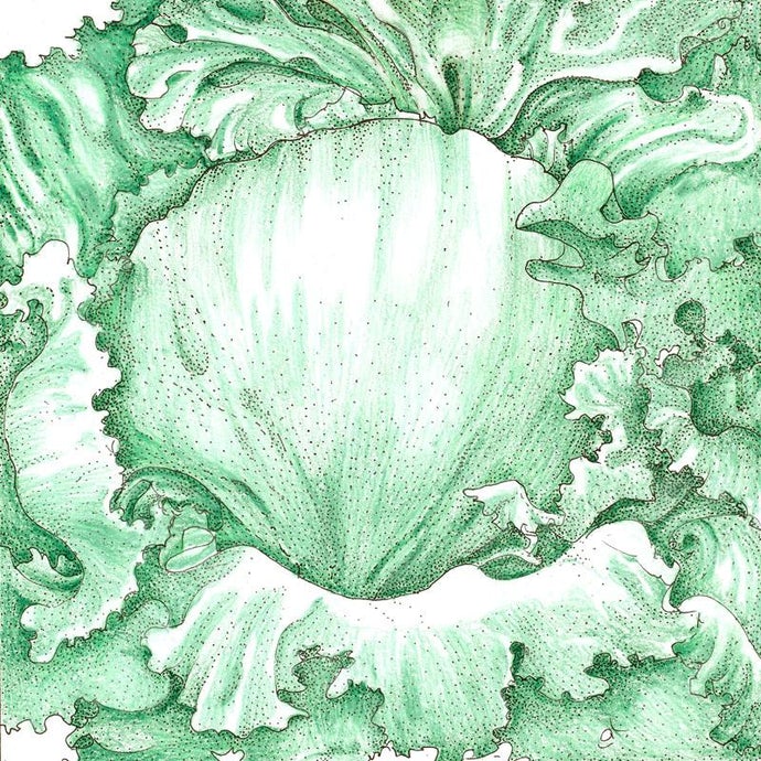 Organic Lettuce, Iceberg Superior (1 oz)