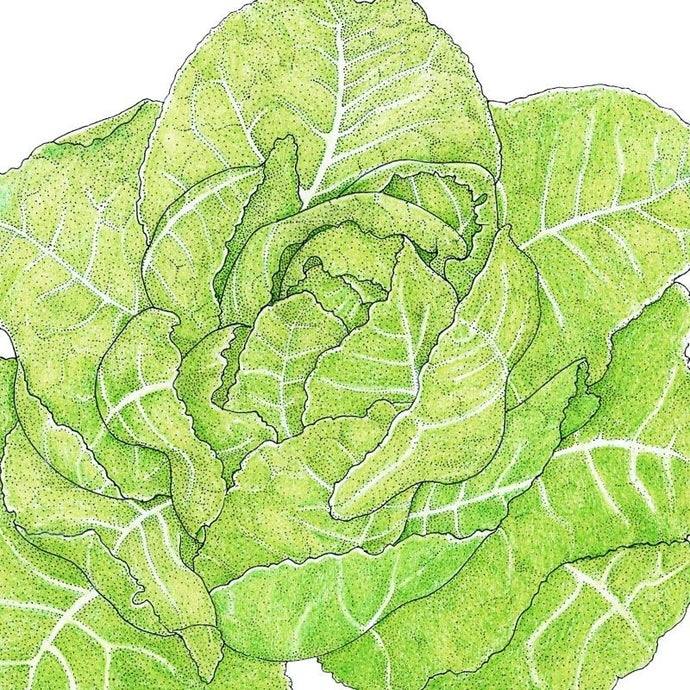 Organic Lettuce, Romaine, Jericho (1 oz)