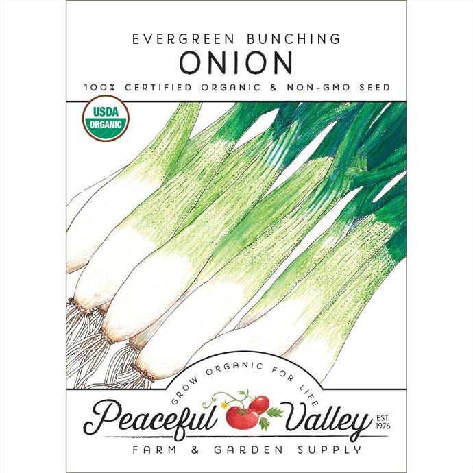  Organic  Onion  Evergreen  Bunching-pack 