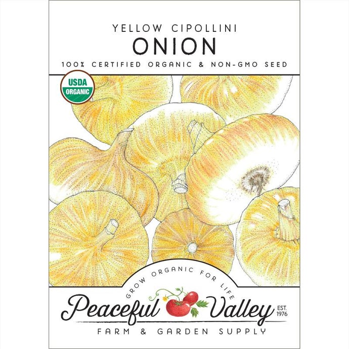  Organic  Onion  Yellow  Cipollini 