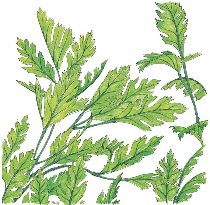 Organic Parsley, Italian (1/4 lb)