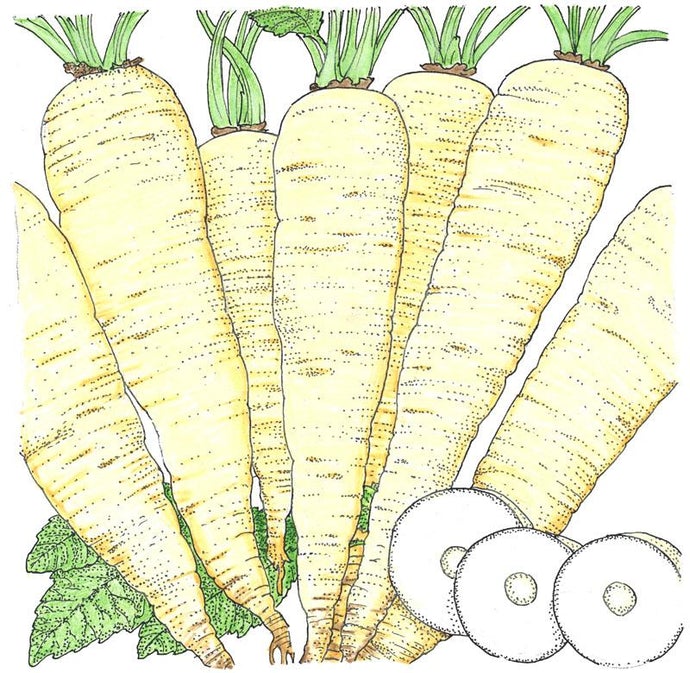 Organic Parsnip, Turga (1 oz)