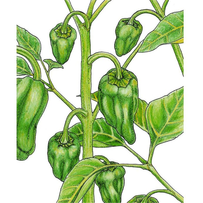 Organic Pepper, Padron (1 oz)