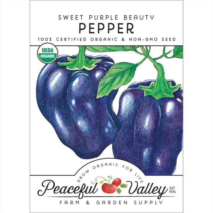  Organic  Pepper  Sweet  Purple  Beauty-pack 