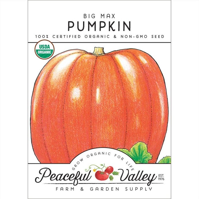  Organic  Pumpkin  Big  Max-pack 