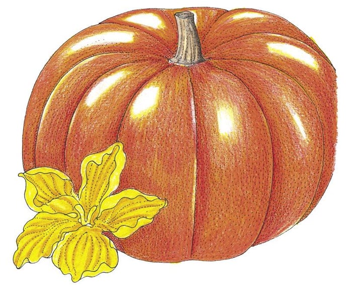 Organic Pumpkin, Cinderella (1 oz)