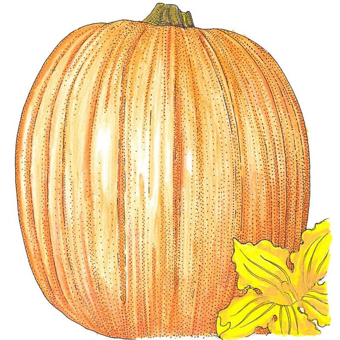 Organic Pumpkin, Howden (1/4 lb)