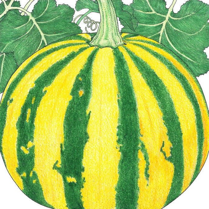 Organic Pumpkin, Kakai (Hull-Less) (1/4 lb)