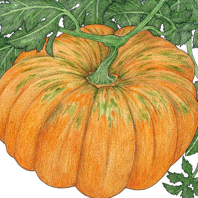 Organic Pumpkin, Musquee de Provence (1/4 lb)