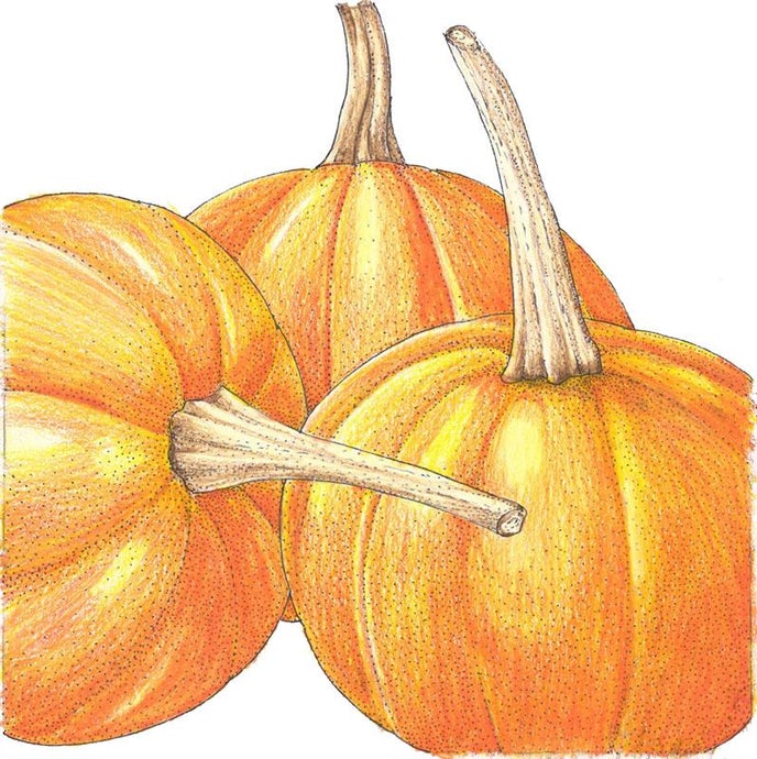 Organic Pumpkin, Small Sugar (1/4 lb)