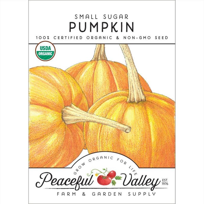  Organic  Pumpkin  Small  Sugar-pack 