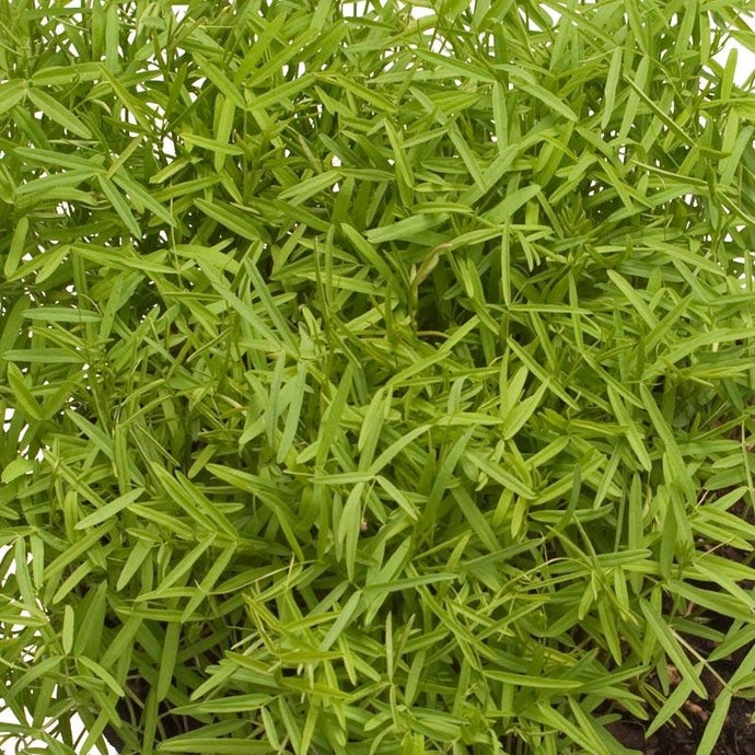 Organic Purple Vetch - Raw Seed (Lb)