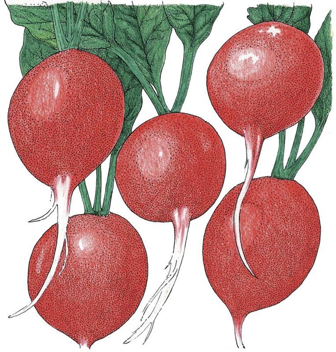 Organic Radish, Cherry Belle (1/4 lb)