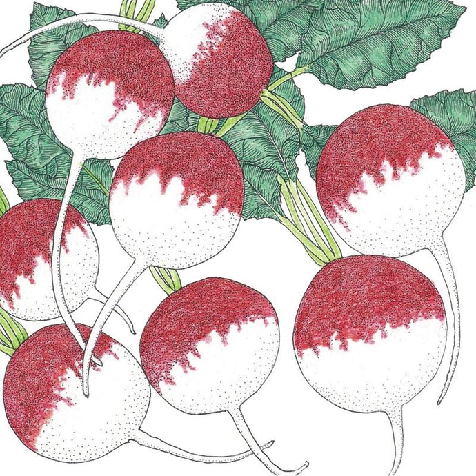 Organic Radish, Sparkler (1/4 lb)