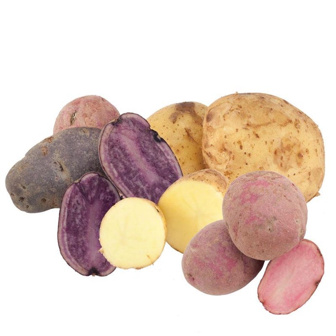 Organic Rainbow Seed Potato Mix (lb)