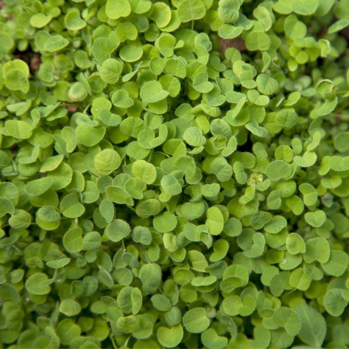 Organic Red Clover - Raw Seed (Lb)