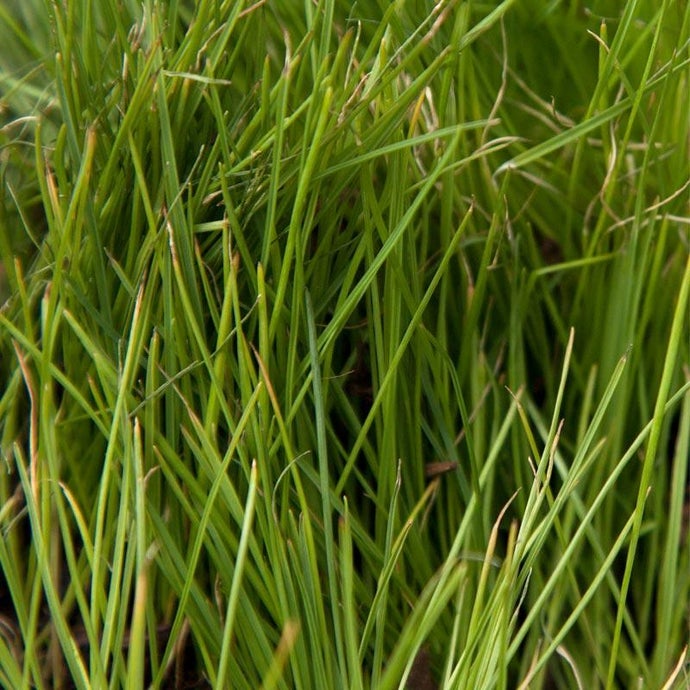 Organic Ryegrass, Intermediate (lb)