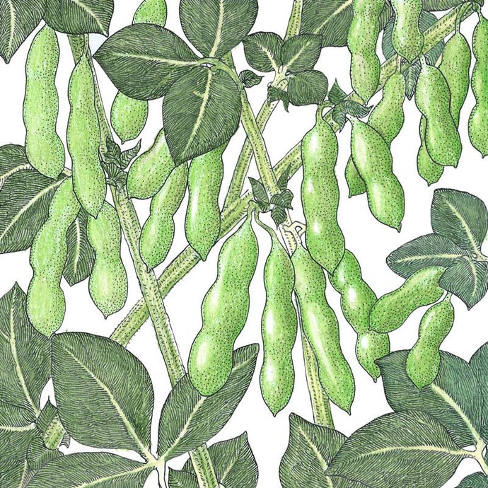 Organic Soybean, Edamame (1/2 lb)