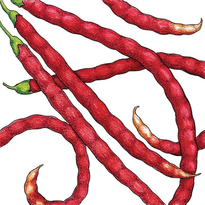 Organic Yard Long Red Pole Bean 1/2 lb