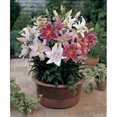 Oriental Lily Bulb Mix (Pack of 3)