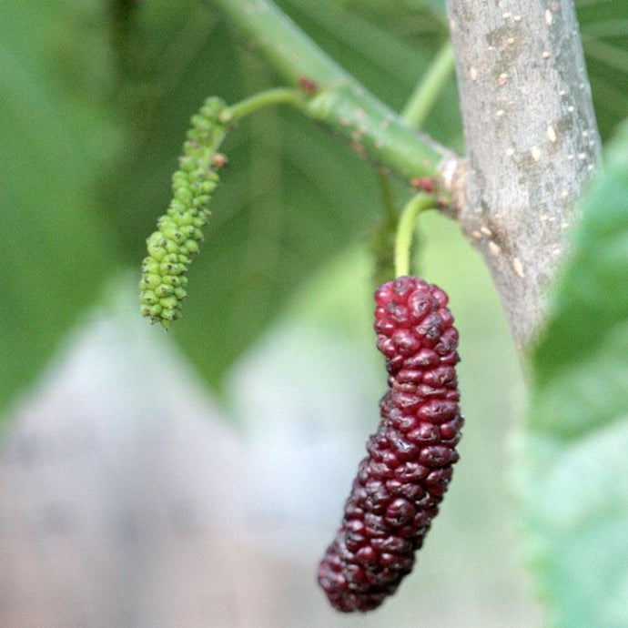 Pakistan Fruiting Mulberry Tree (Standard)