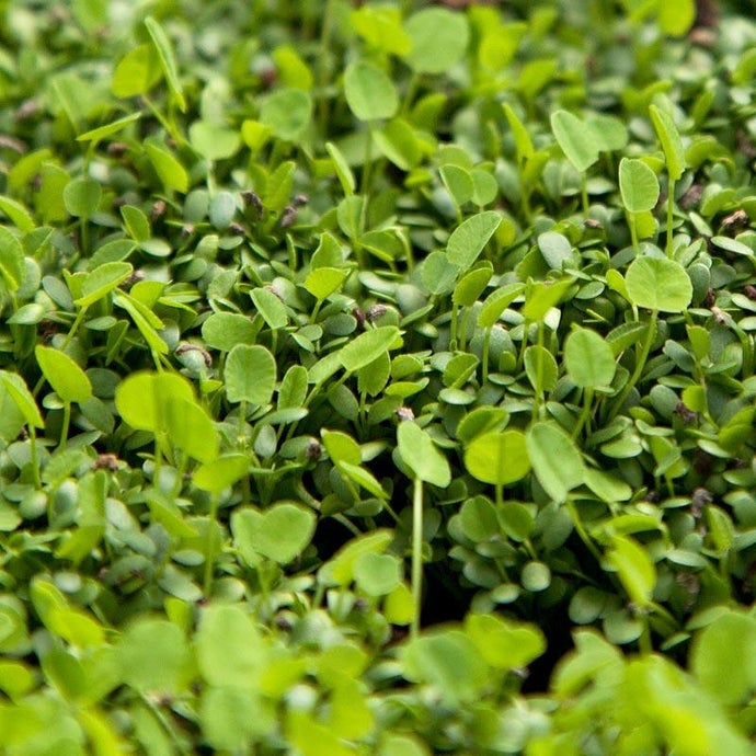 Palestine Strawberry Clover - Nitrocoated Seed (Lb)