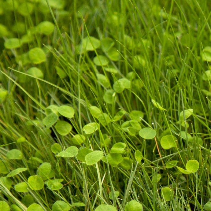 Peaceful Valley Irrigated Intermountain Pasture Mix - Nitrocoated Seed (lb)