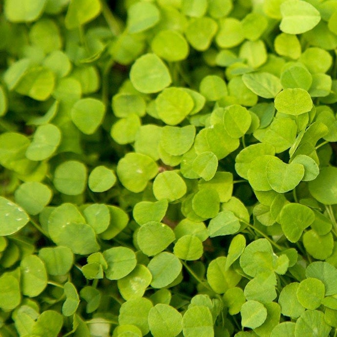 Peaceful Valley Low-Growing Clover Mix - Nitrocoated Seed (Lb)