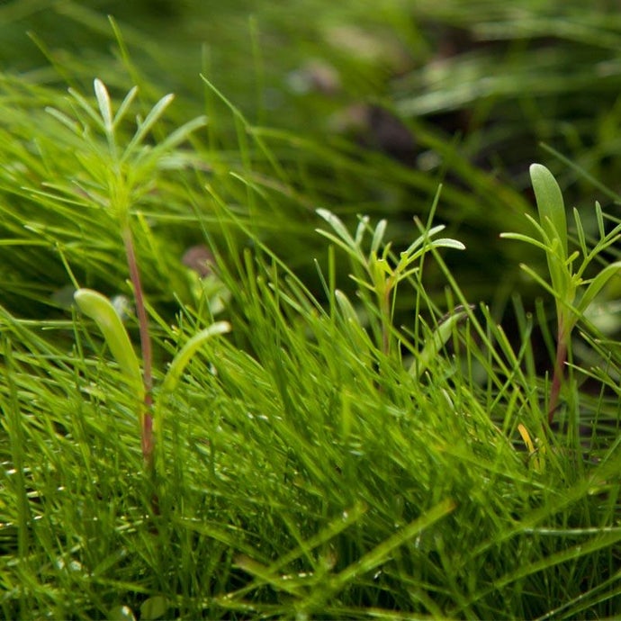 Peaceful Valley Low-Growing Grasses & Wildflowers Seed (Lb)