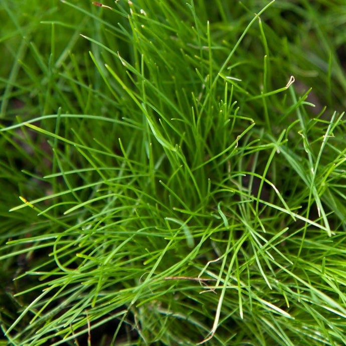 Peaceful Valley Native Lawn Mix - Seed (lb)