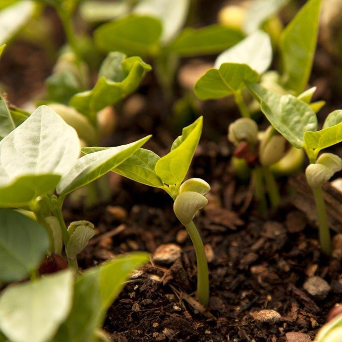 Peaceful Valley Summer Edible Cover Crop Mix - Raw Seed (Lb)