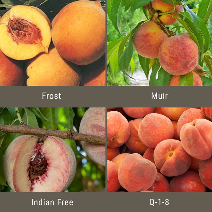 Peach Leaf Curl Resistant Peaches, 3 on 1 Multiple Grafted Fruit Tree (Standard)