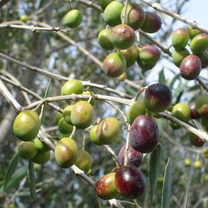 Pendolino Olive Tree (Standard) (Potted)