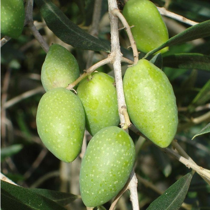 Picholine Olive Tree (Standard) (Potted)