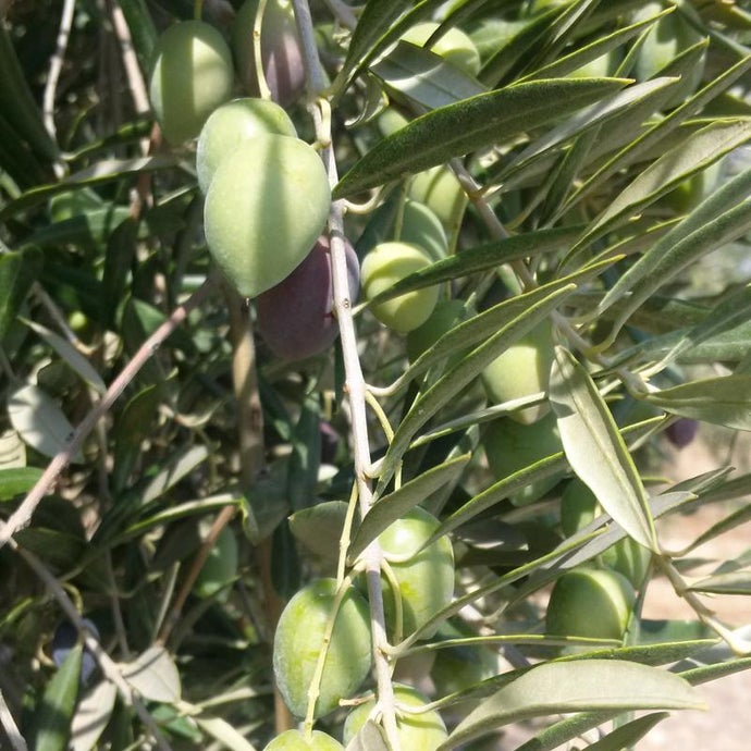 Picual Olive Tree (Standard) (Potted)