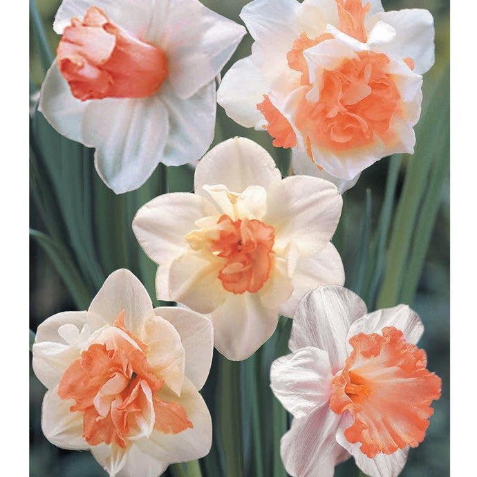 Pink Daffodil Bulb Mix (Pack of 20)