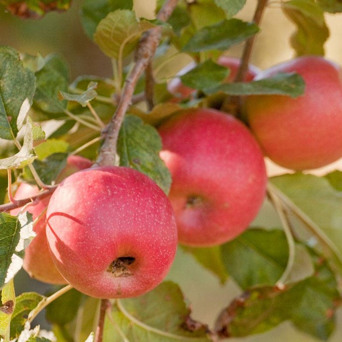 Pink Lady Apple Tree (Dwarf)