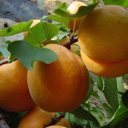 Pixie Cot Apricot Tree (Semi-dwarf)