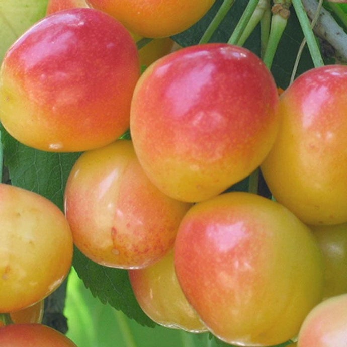 Rainier Cherry Tree (Dwarf)