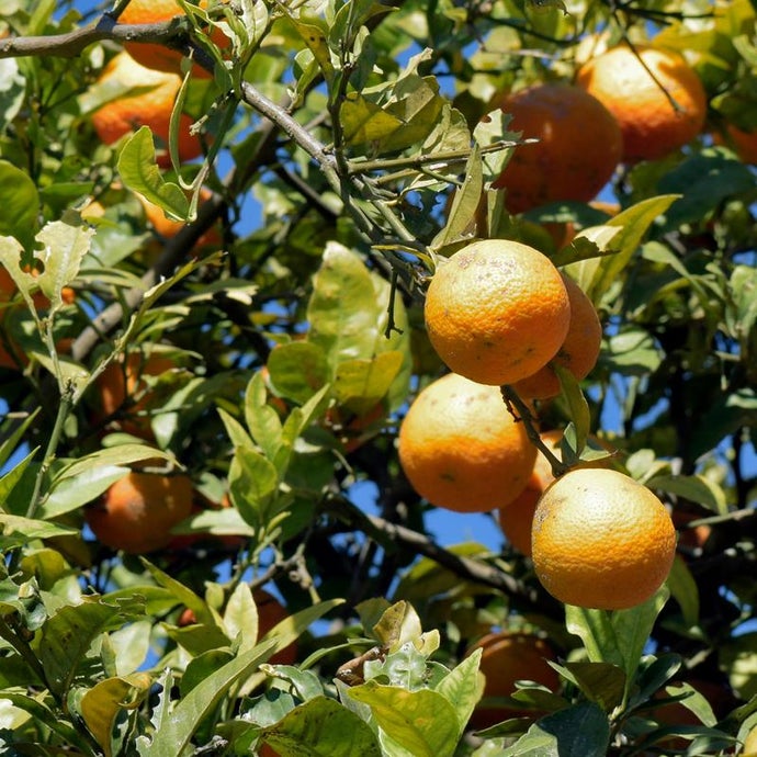 Rangpur Lime Tree