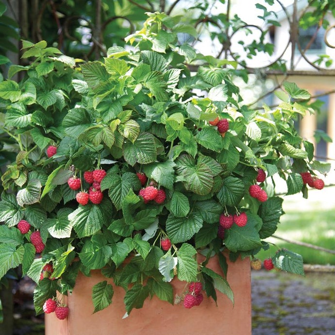 Raspberry Shortcake (Potted) (Each)