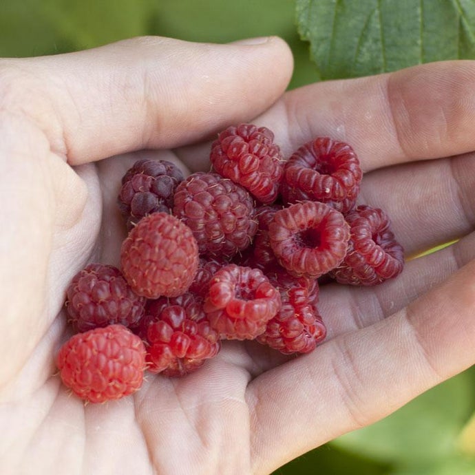 Raspberry - Willamette (Bundle of 3)