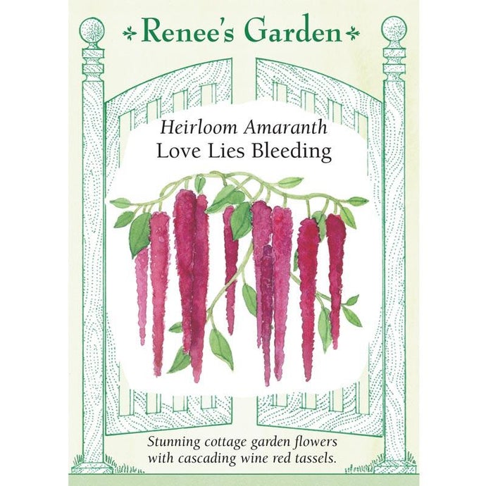 Renee's Garden Amaranth Love Lies Bleeding (Heirloom)